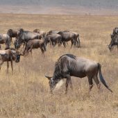  Ngorongoro Crater, TZ